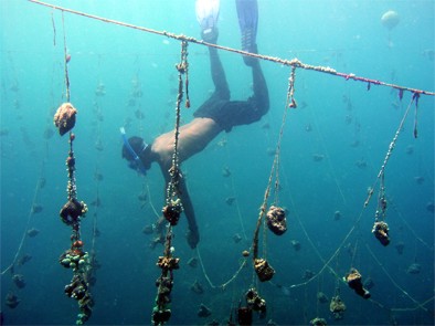 Diver with farmed sponges